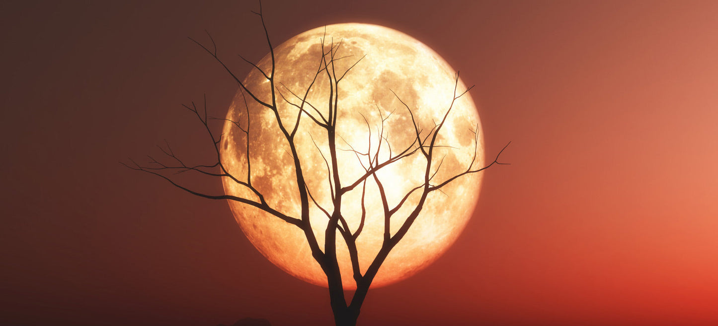 The August Moon