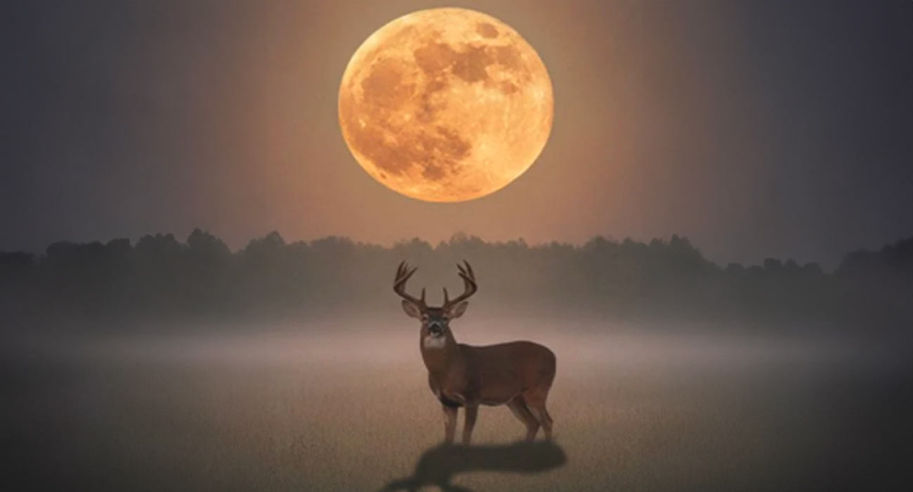 July’s Buck Moon: Meaning, Names & Inspiring Creativity