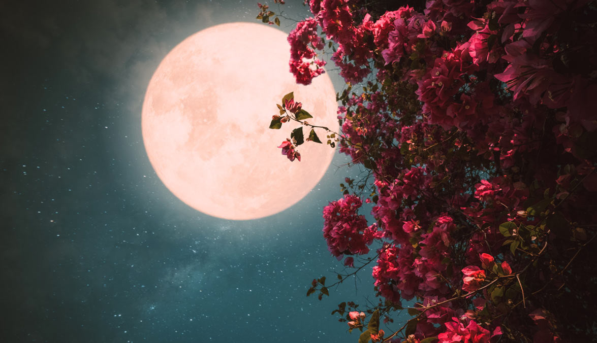 The Pink Moon of Spring